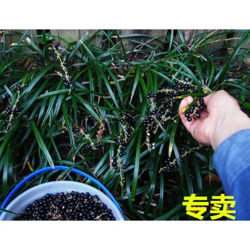 麦冬草种子，玉龙草这种子，多年生宽叶矮化金边麦冬草籽