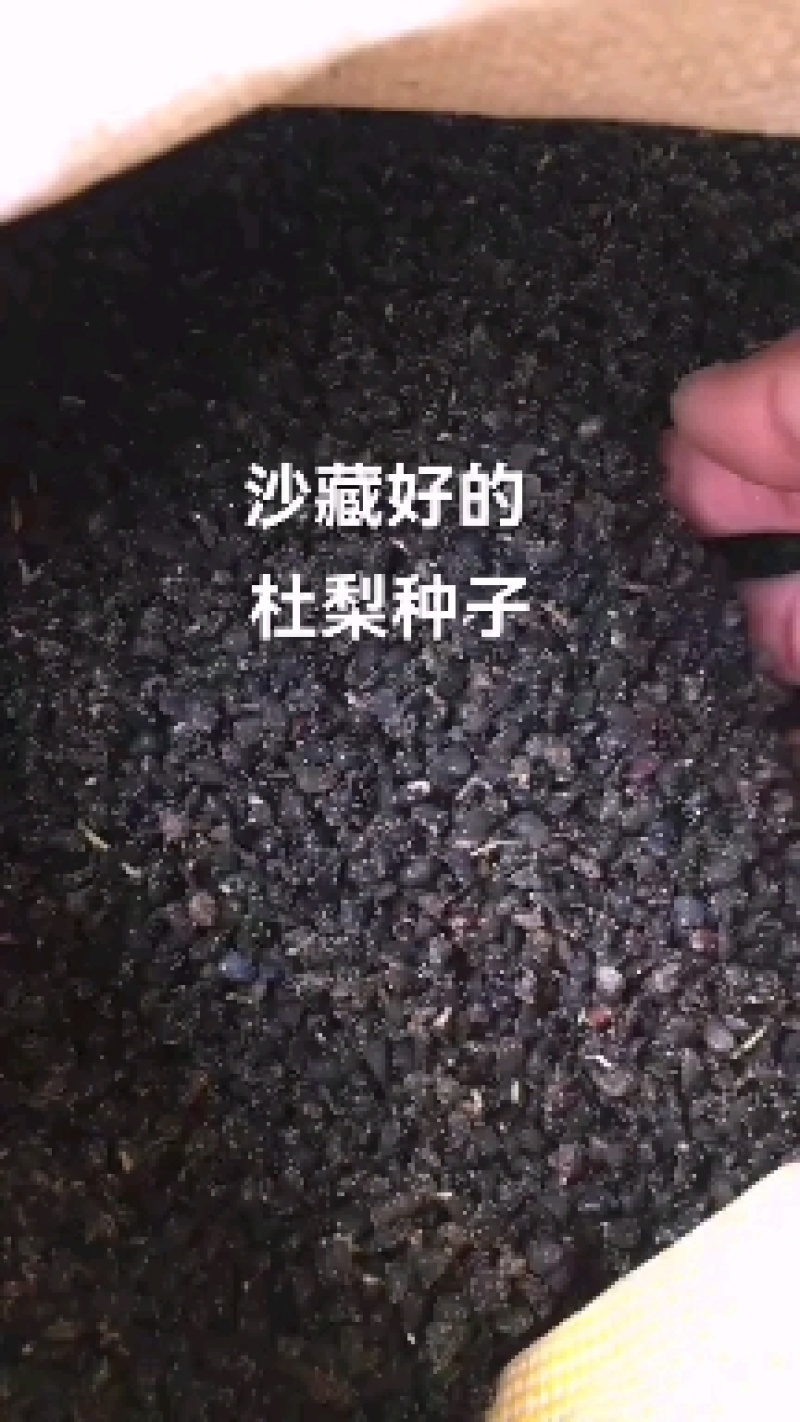 冬藏处理好的—纯手工八棱海棠种子，保出芽率95%以上。
