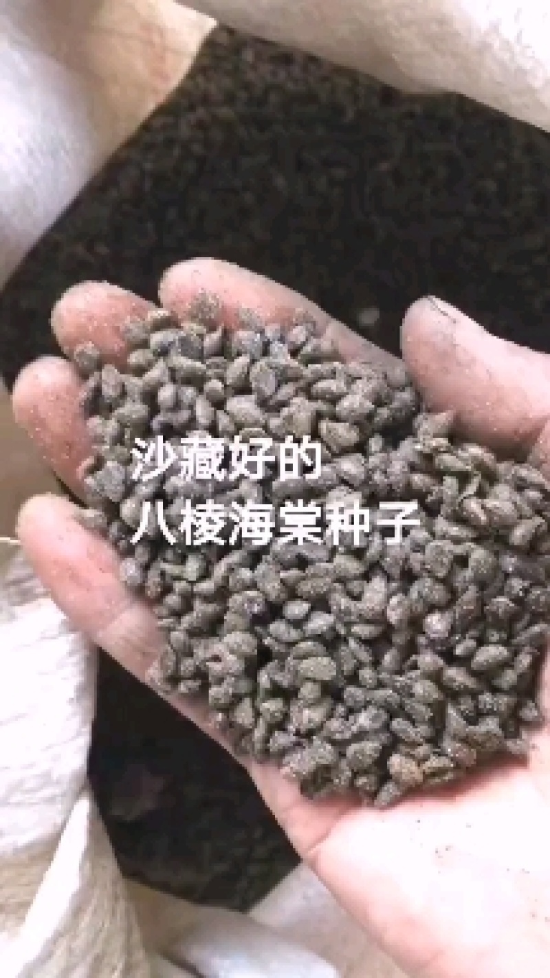 冬藏处理好的—纯手工八棱海棠种子，保出芽率95%以上。