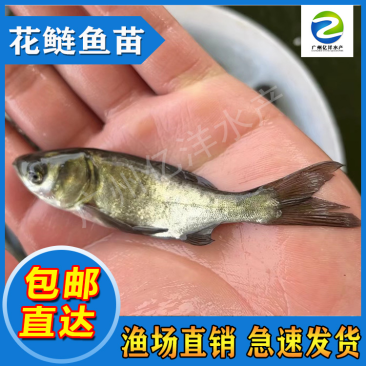 花鲢鱼苗精选种苗基地直销包邮发货直达