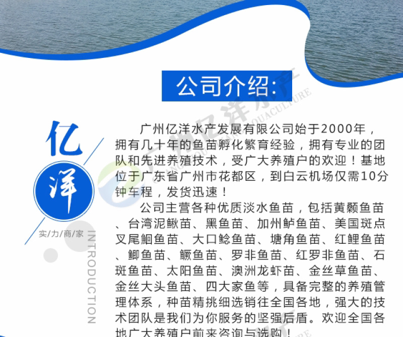花鲢鱼苗精选种苗基地直销包邮发货直达