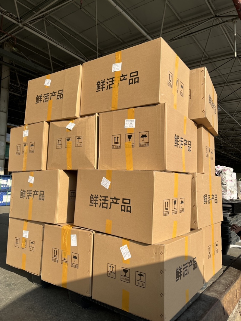 花鲢鱼苗精选种苗基地直销包邮发货直达