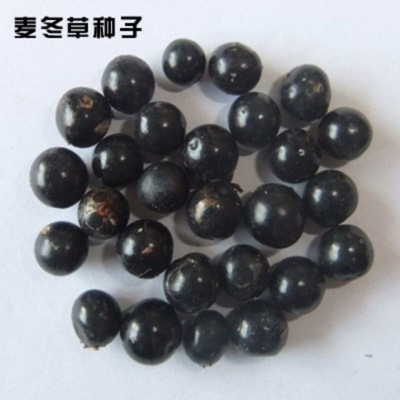 麦冬草种子，玉龙草种子，多年生宽叶矮化金边麦冬草籽批发