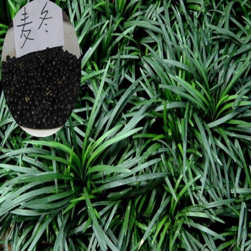 麦冬草种子，玉龙草种子，多年生宽叶矮化金边麦冬草籽批发