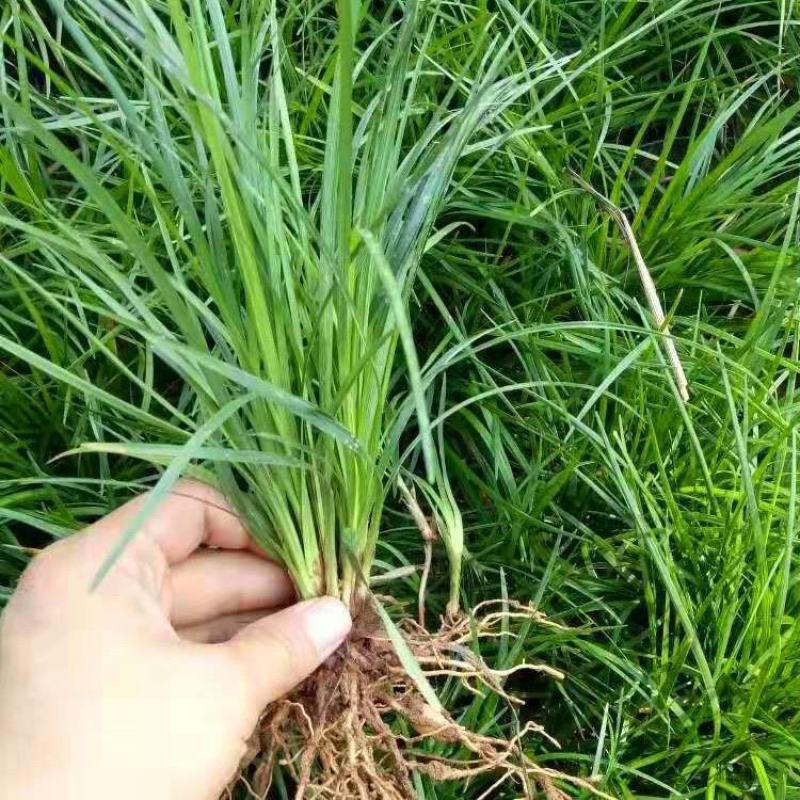 麦冬草种子，玉龙草种子，多年生宽叶矮化金边麦冬草籽批发