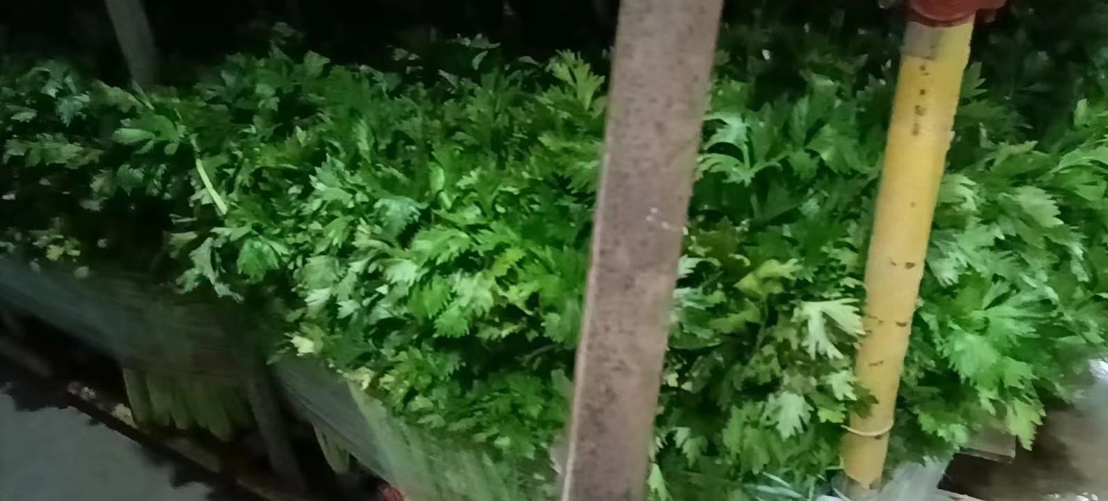 超市生鲜区的冷藏货架上,整齐摆放着透明包装的黄心毛芹,可见清晰的金黄色心部,标签注明‘精品黄心毛芹’‘产地直供’‘富含维生素’等卖点信息,周围配有灯光照明,突出产品新鲜度和高端定位 黄心毛芹在商超货架上的陈列效果