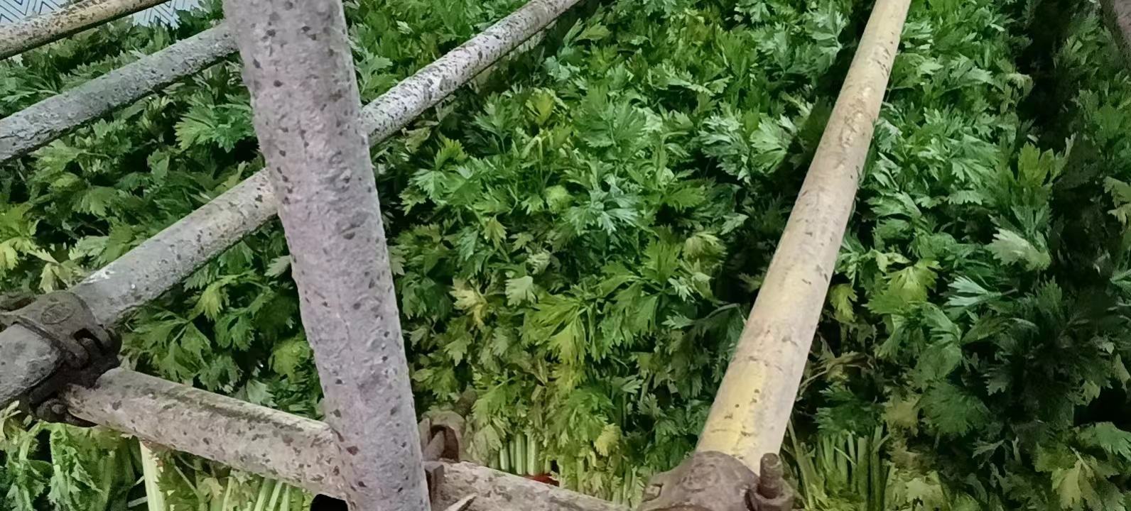 苏香毛芹净菜包装生产线