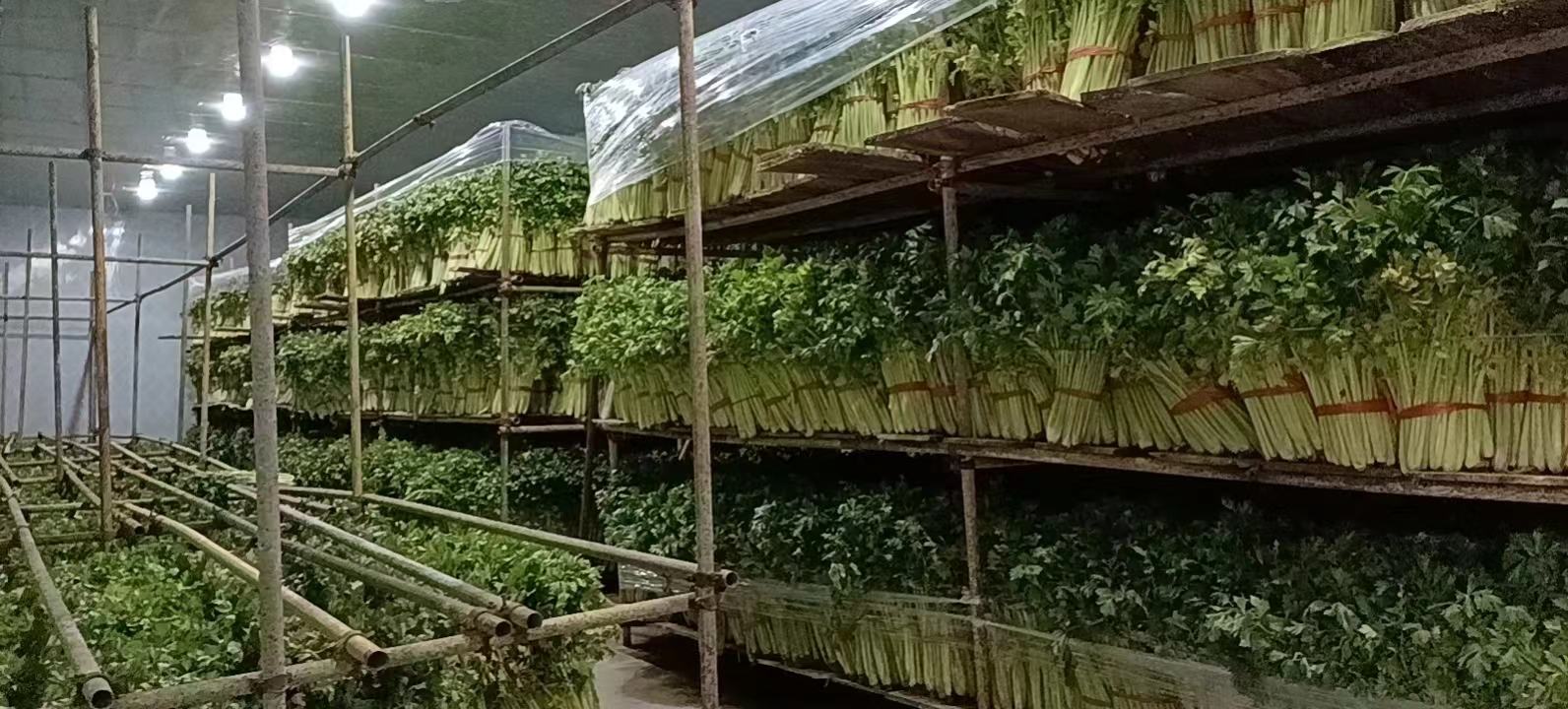 毛芹植物特写图