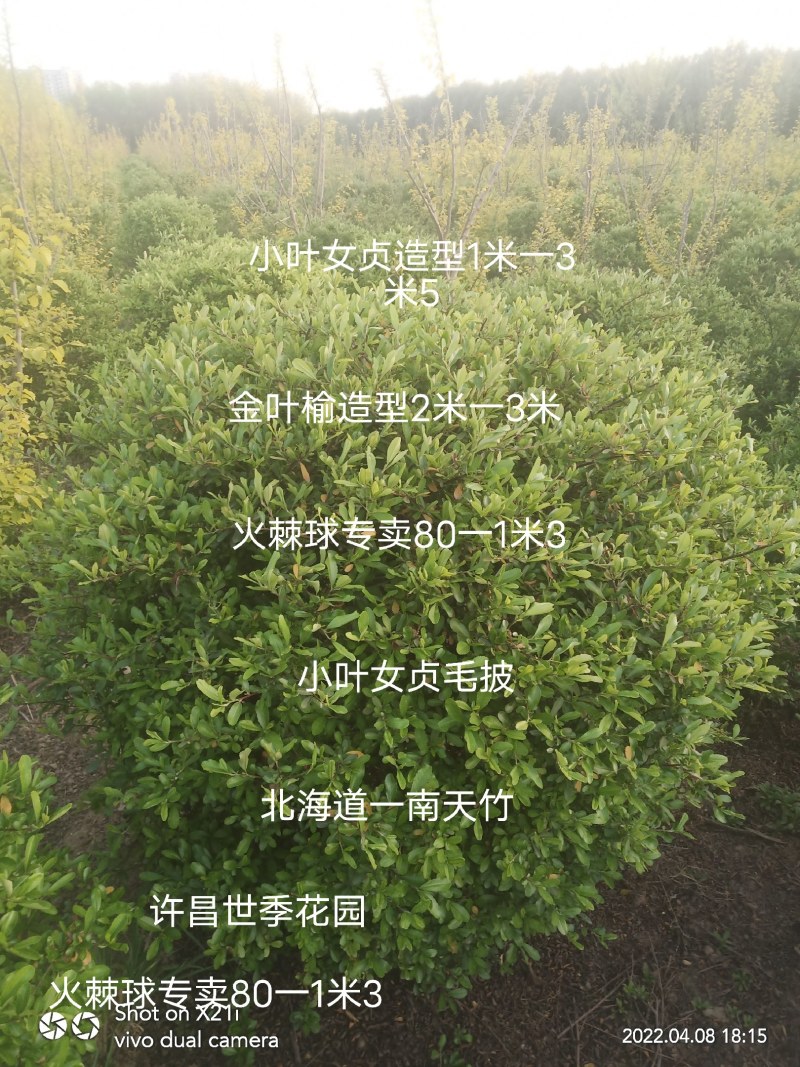 苗木