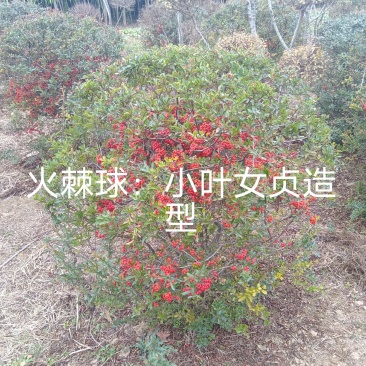 苗木