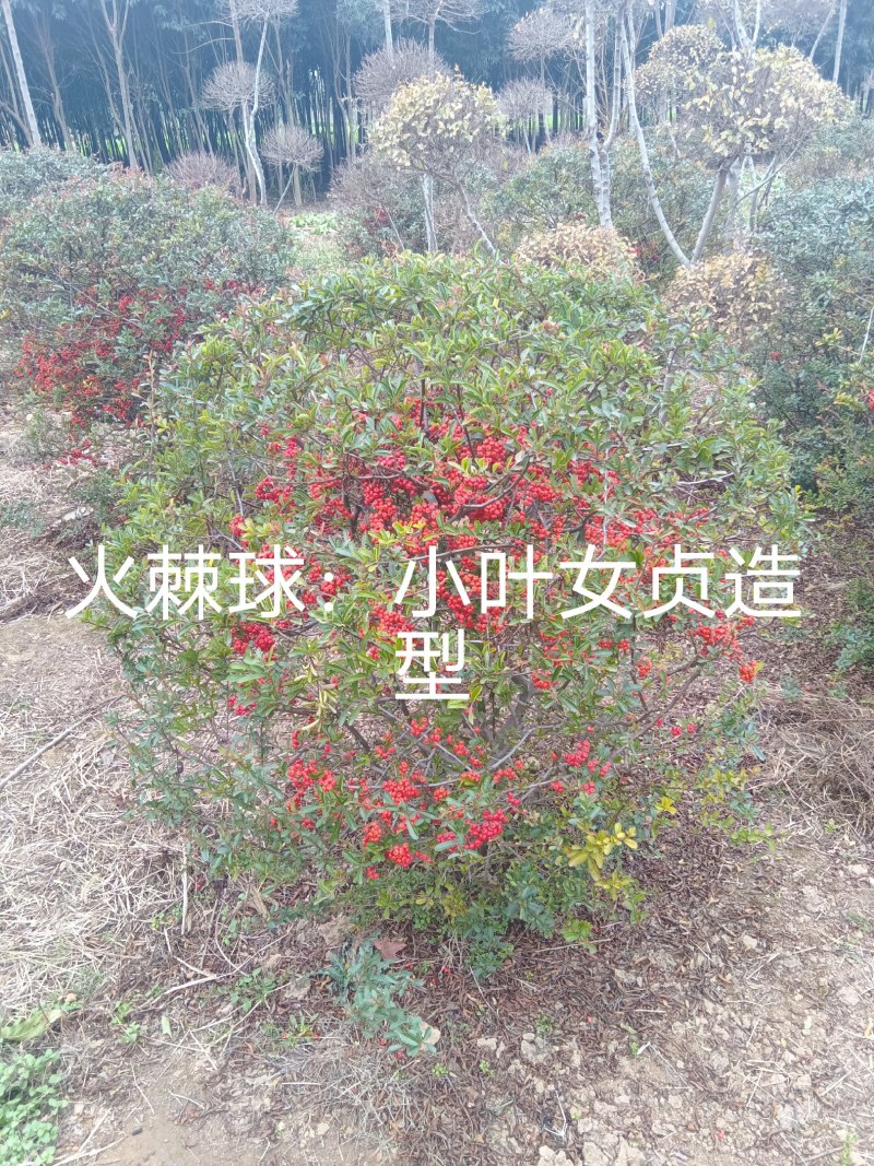 苗木