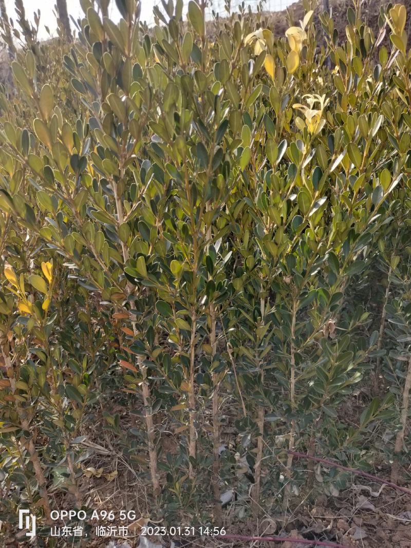 黄杨小苗，50/80规格多多，你想要的这都有