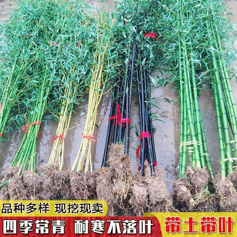四季竹抗寒耐冻四季不落叶量大从优产地发货