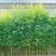四季竹抗寒耐冻四季不落叶量大从优产地发货