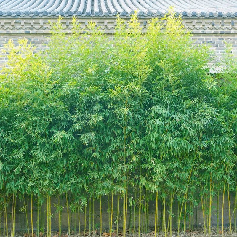 四季竹抗寒耐冻四季不落叶量大从优产地发货