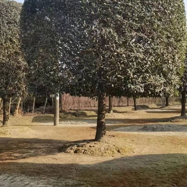 精品18公分到20公分桂花黑土，土球八倍