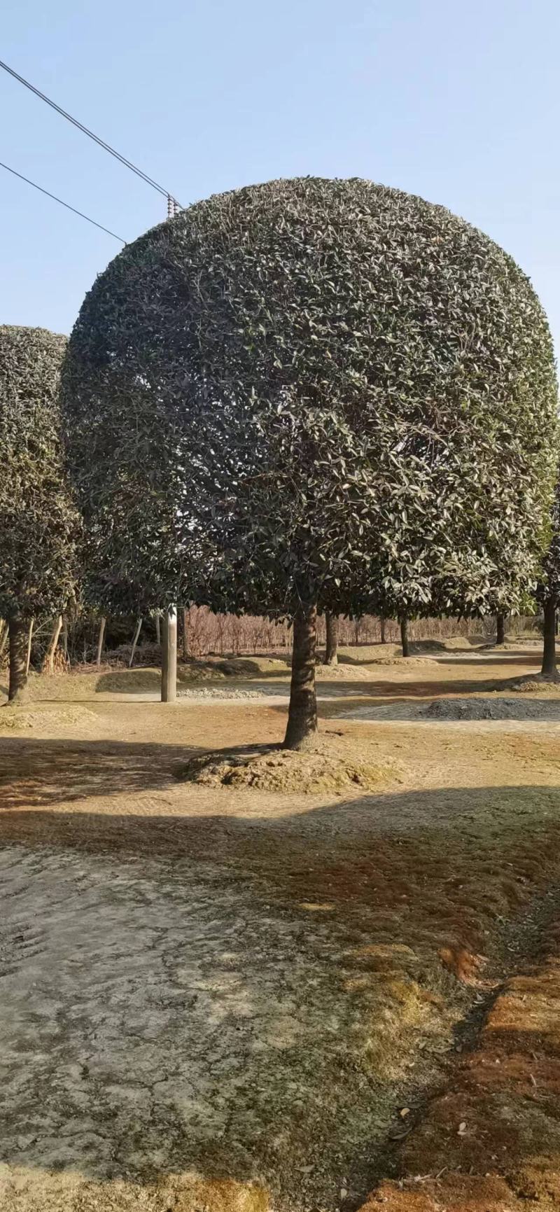 精品18公分到20公分桂花黑土，土球八倍