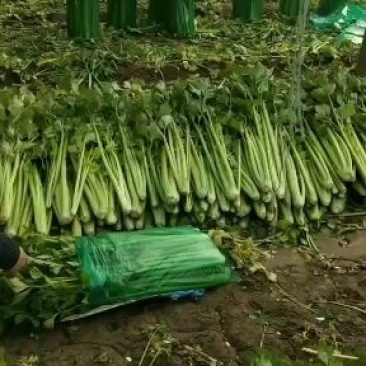商河精品芹菜