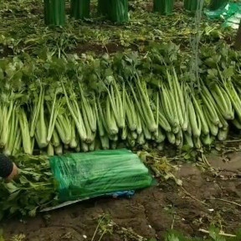 商河精品芹菜