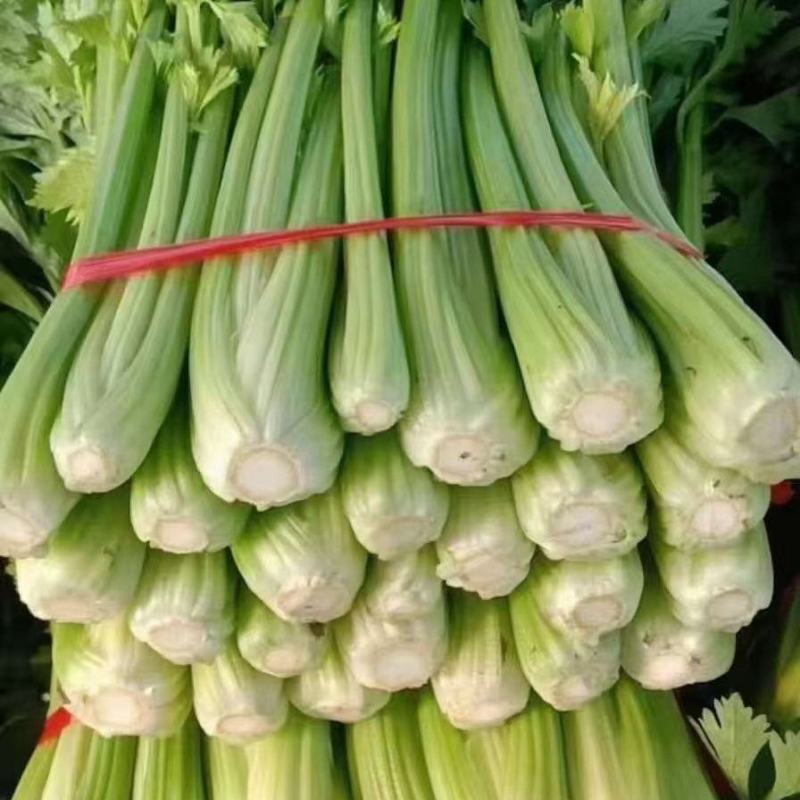 大量供应各种芹菜价格0.1到0.3都有