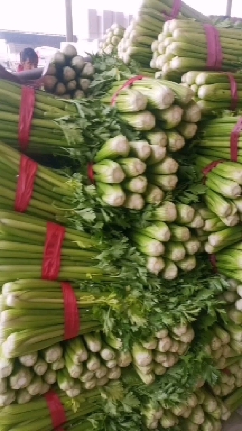 大量供应各种芹菜价格0.1到0.3都有