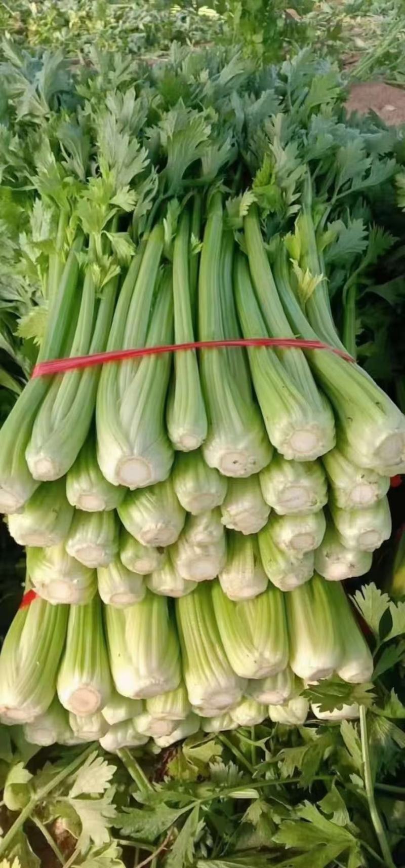 大量供应各种芹菜价格0.1到0.3都有