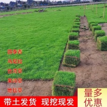 四季青草坪基地种植货源充足量大从优欢迎来电咨询选购