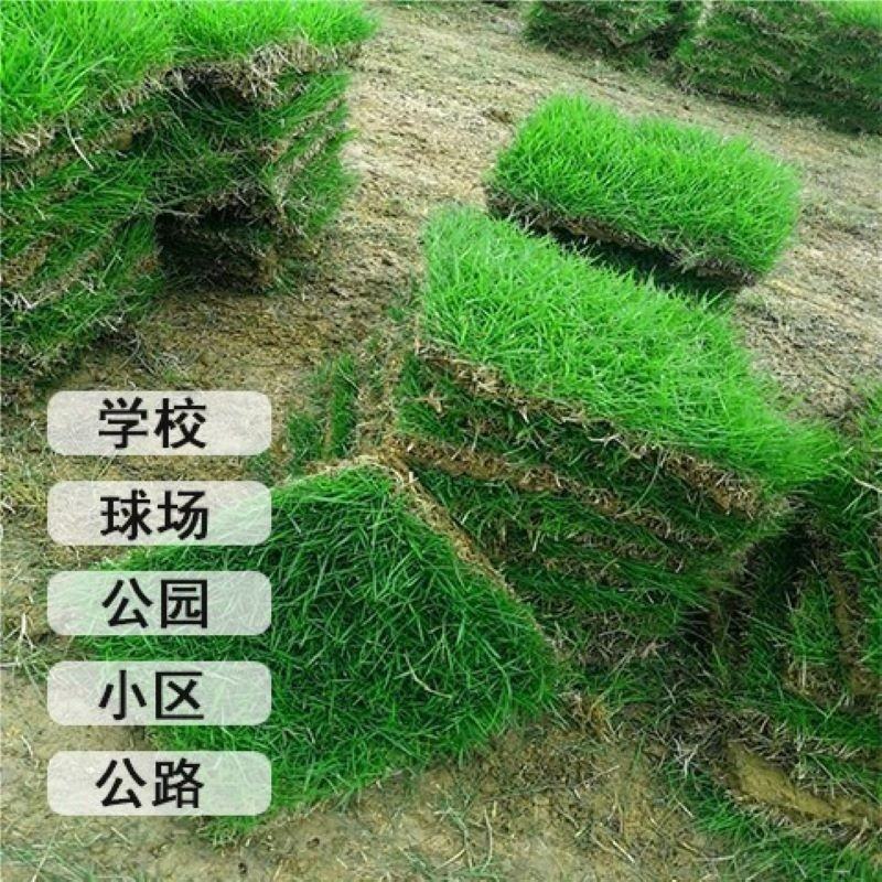 四季青草坪基地种植货源充足量大从优欢迎来电咨询选购