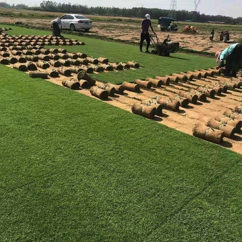 四季青草坪基地种植货源充足量大从优欢迎来电咨询选购