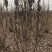 丛生紫荆高2.3~2.8米冠幅100厘米~150厘米