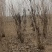 丛生紫荆高2.3~2.8米冠幅100厘米~150厘米