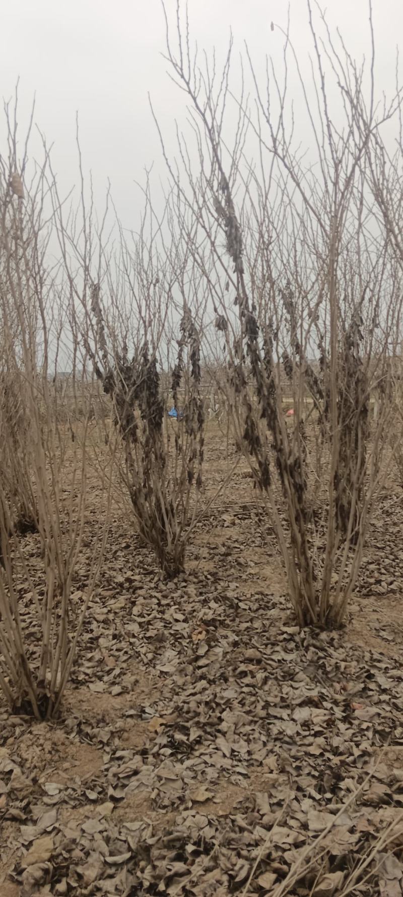 丛生紫荆高2.3~2.8米冠幅100厘米~150厘米