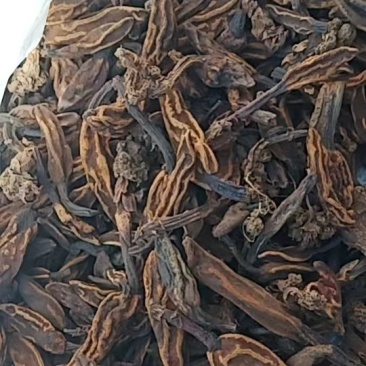 回春草