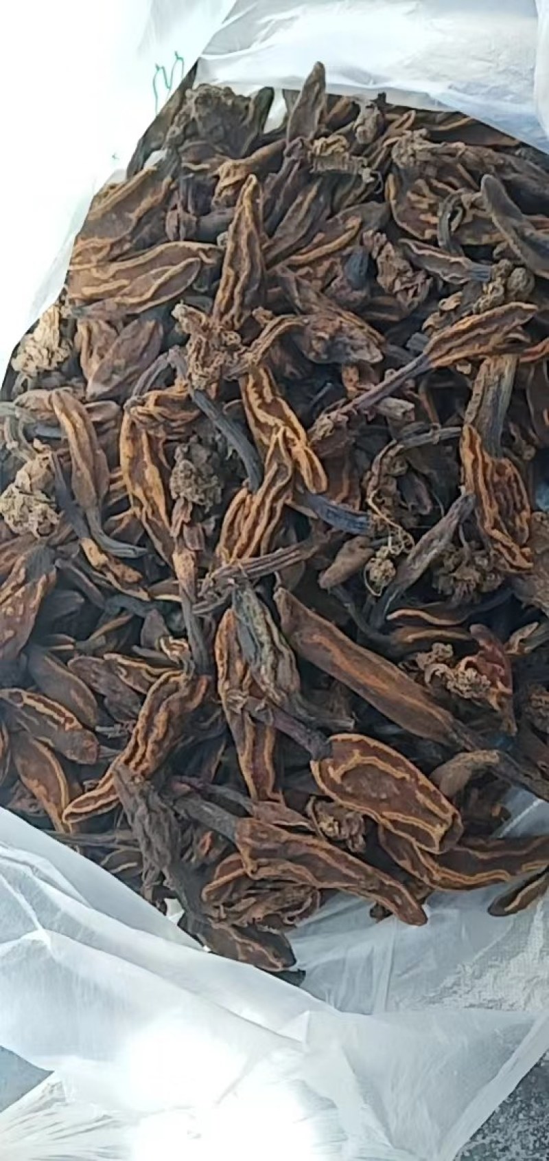 回春草