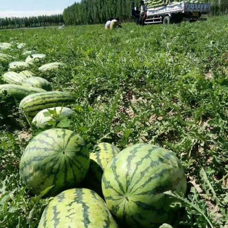 冠龙西瓜苗冠龙西瓜嫁接苗直播苗包回收免费技术指导