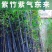 紫竹基地种植量大从优全国发货四季常青欢迎进店咨询选购