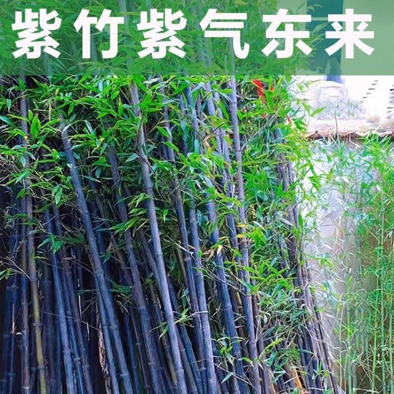 紫竹基地种植量大从优全国发货四季常青欢迎进店咨询选购