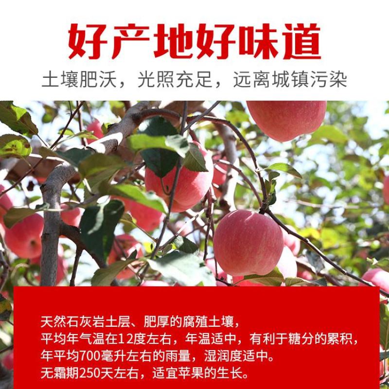 延安红富士产地直发冷库储存口感脆甜坏果包赔