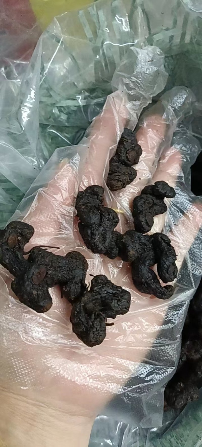 九制黄精干