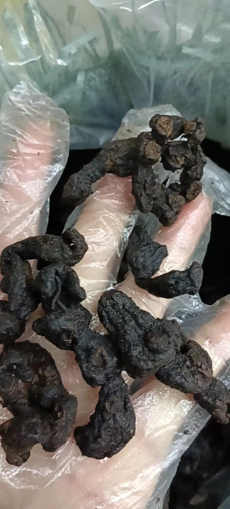 九制黄精干