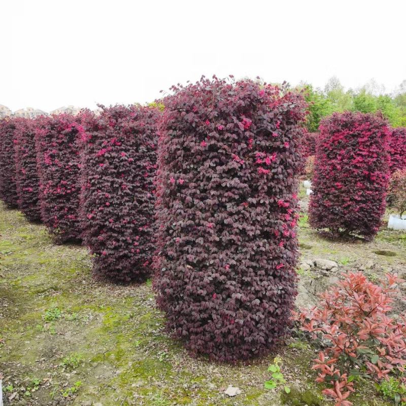 红花继木圆柱红继木球红花继木柱行