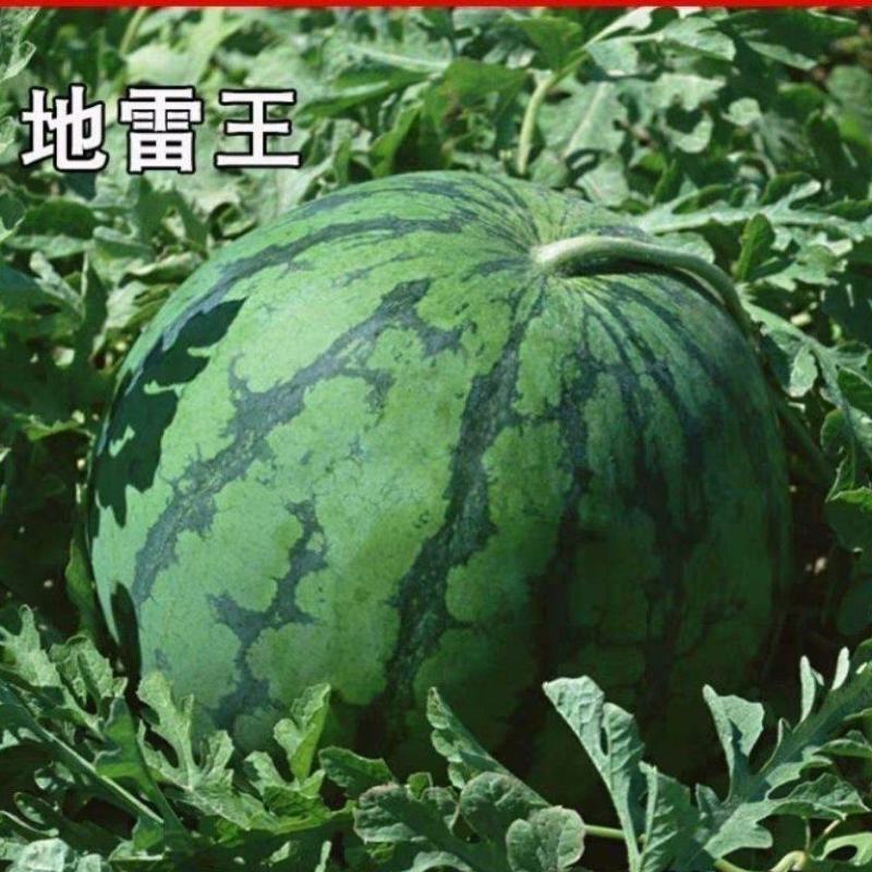 地雷瓜苗地雷西瓜嫁接苗免费技术指导黑地雷瓜苗地雷瓜直播苗