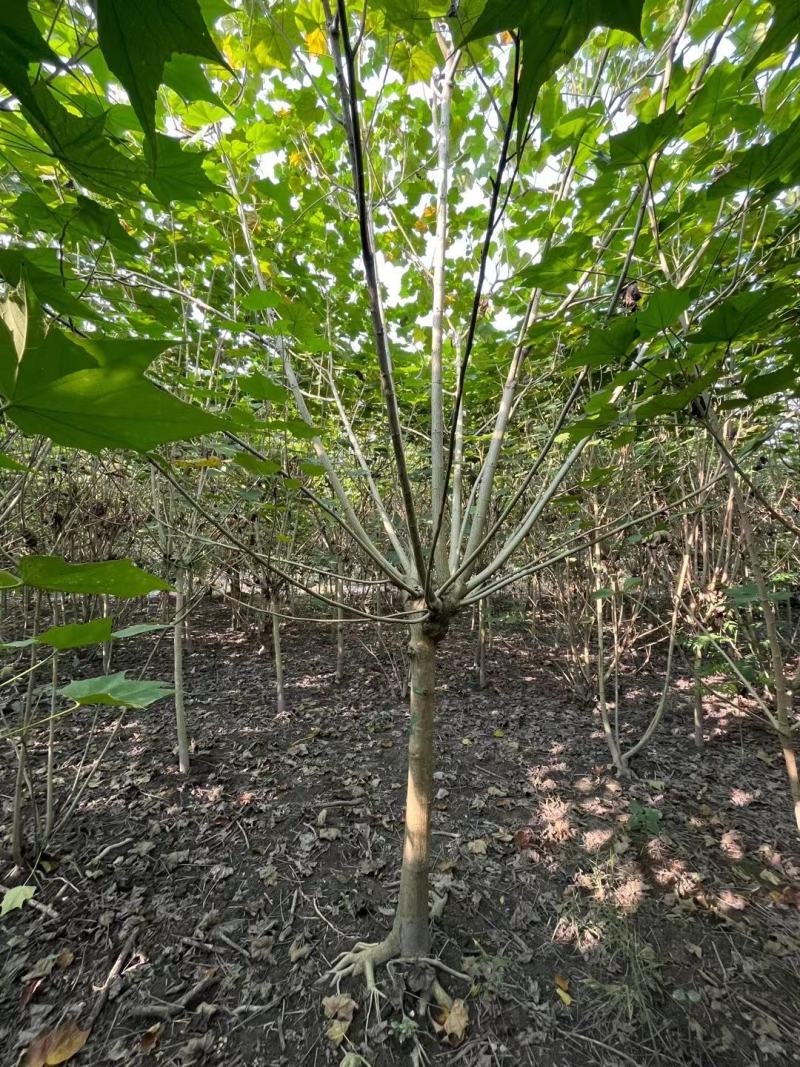 独杆木芙蓉、5公分高分枝木芙蓉、8公分木莲价格