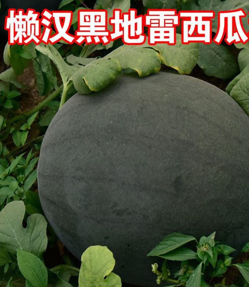 地雷瓜苗地雷西瓜嫁接苗免费技术指导黑地雷瓜苗地雷瓜直播苗