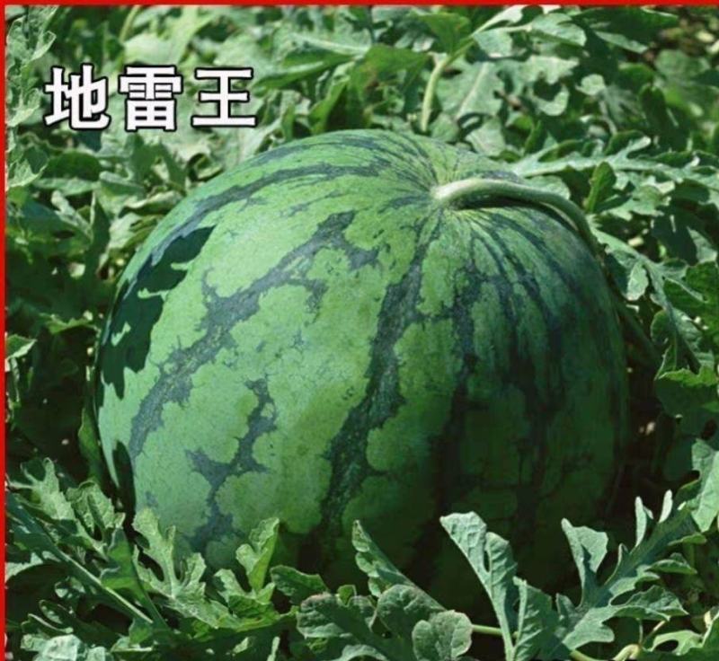地雷瓜苗地雷西瓜嫁接苗免费技术指导黑地雷瓜苗地雷瓜直播苗