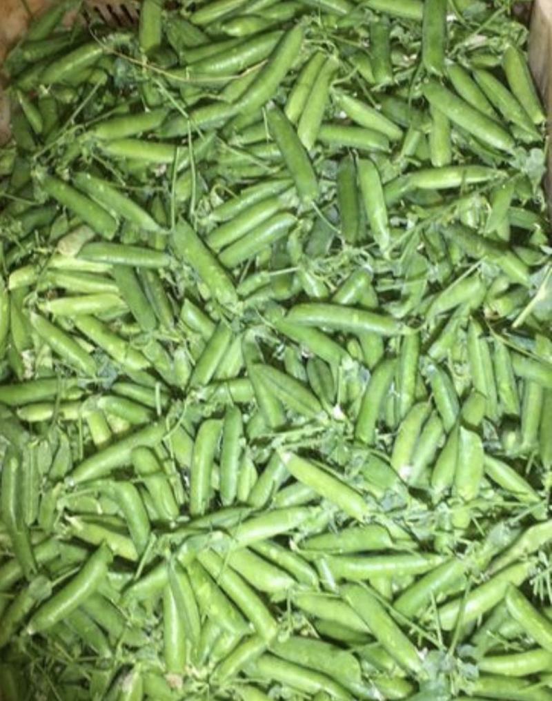 【鲜豌豆荚】凉山州西昌市早熟甜长寿仁豌豆大量上市
