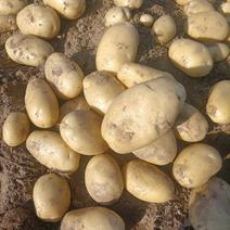 云南芒市现挖土豆，丽薯6号上市中。欢迎新老客户前来订购