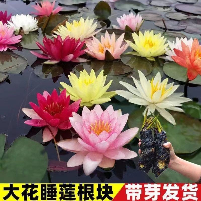 睡莲种苗根块大开花大颜色多栽下就成活