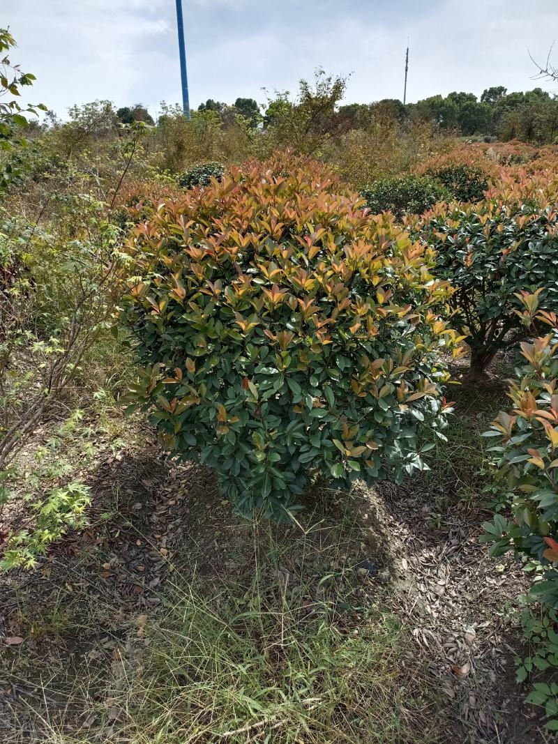 【红叶石楠球】浙江萧山绿化苗基地货源/规格多样/量大从优