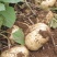 地瓜种子牧马山地瓜种子改良早熟一号地瓜凉薯脆甜肉雪白